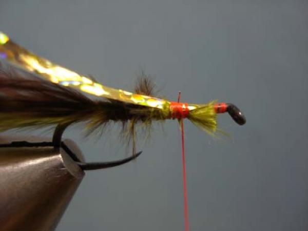Little Pine Damsel
