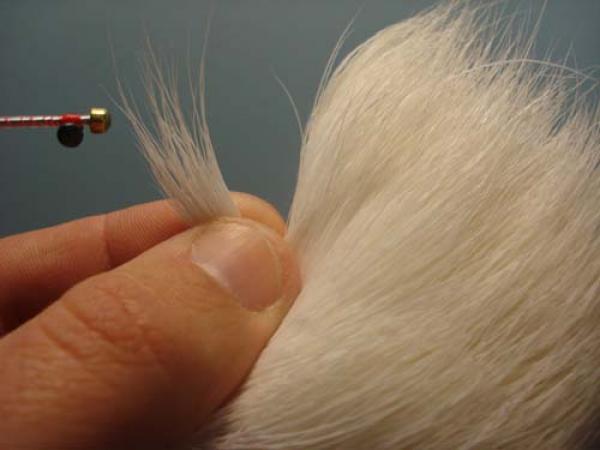 White Intruder Tube Fly