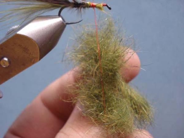 Little Pine Damsel