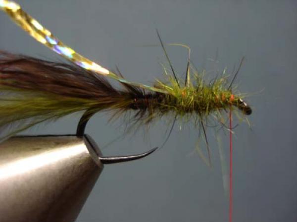 Little Pine Damsel