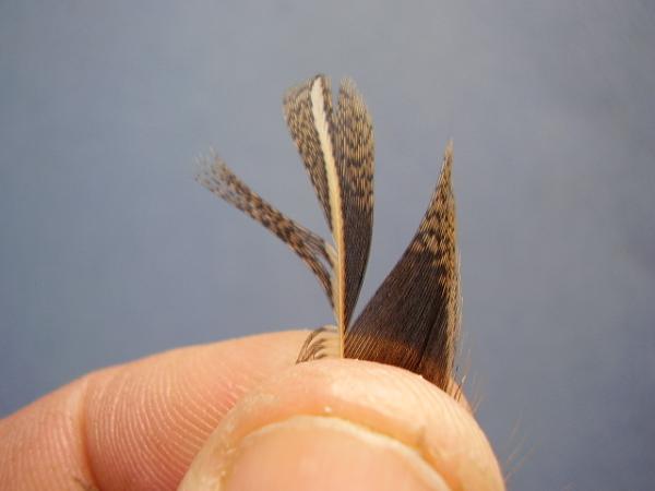 LW's Dark Quill Sulphur