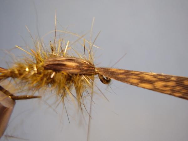 Olive Gold-Ribbed Hares Ear