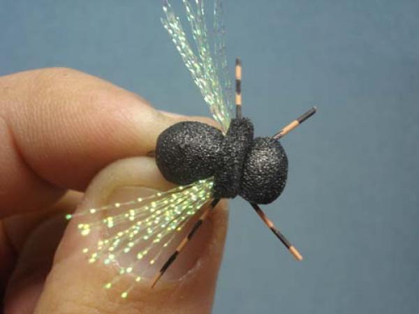 LW's Periodical Cicada
