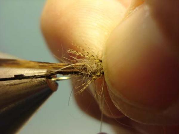 LW's Light Quill Sulphur