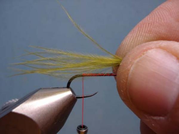 Little Pine Damsel