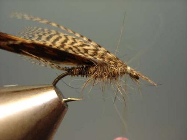 LW's Light Quill Sulphur