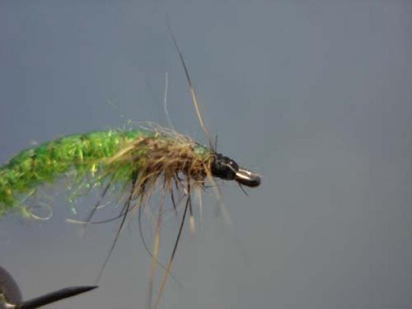 Rhyacophilia