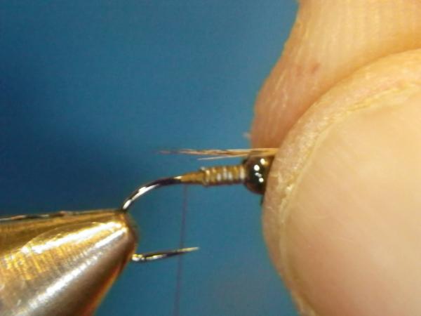 LW's Intestinal Bug
