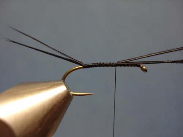 Loren's hare's Ear