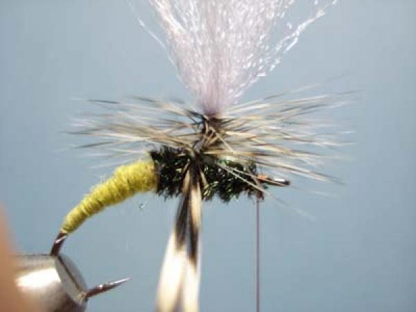 Olive Klinkhamer Special