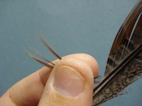 Bead Head Pheasant Tail Nymph