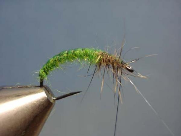 Rhyacophilia