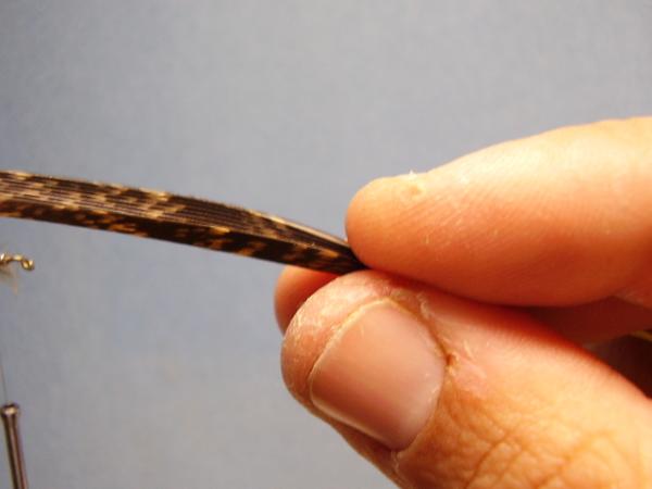 Olive Gold-Ribbed Hares Ear
