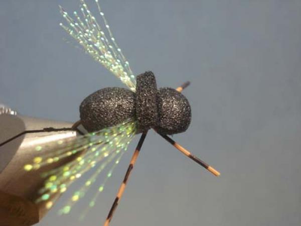 LW's Periodical Cicada