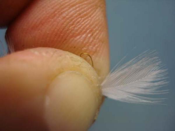Hen Wing Sulphur Spinner