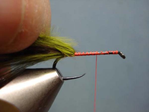 Little Pine Damsel