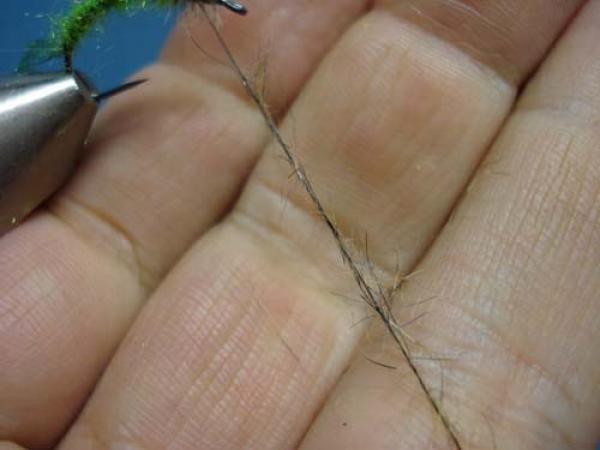 Rhyacophilia