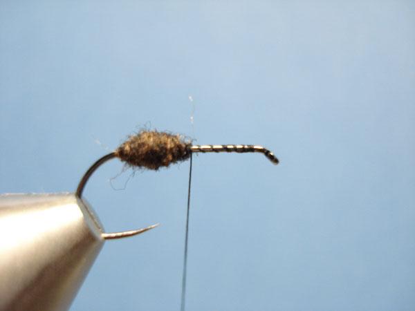 Black Fur Ant