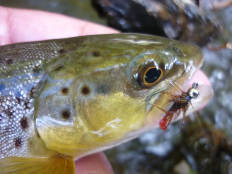 wild brown trout taken using a nymph trick