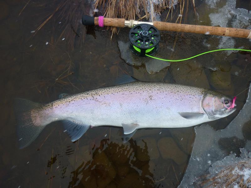 salmon river steelhead taken using good skills